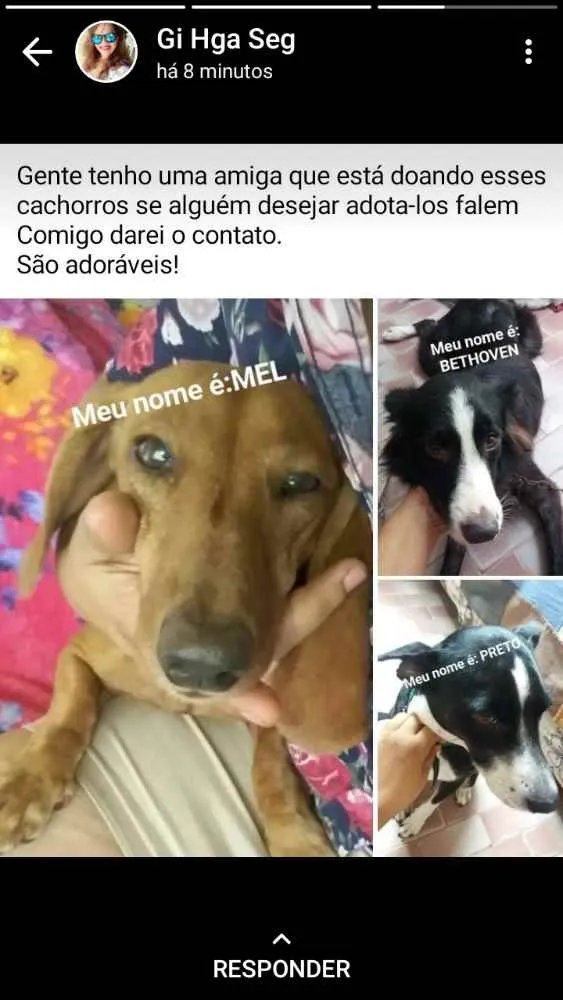 Cachorro ra a Misturada, salsichinha, mistur idade 4 anos nome Preta, mel e bethove