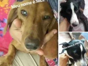 Cachorro raça Misturada, salsichinha, mistur idade 4 anos nome Preta, mel e bethove