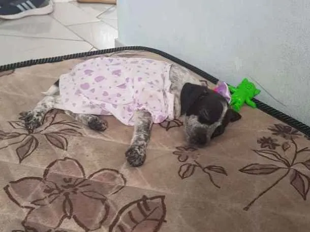 Cachorro raça Não sei idade 2 a 6 meses nome Princesa