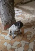Cachorro raça Não sei idade 2 a 6 meses nome Princesa