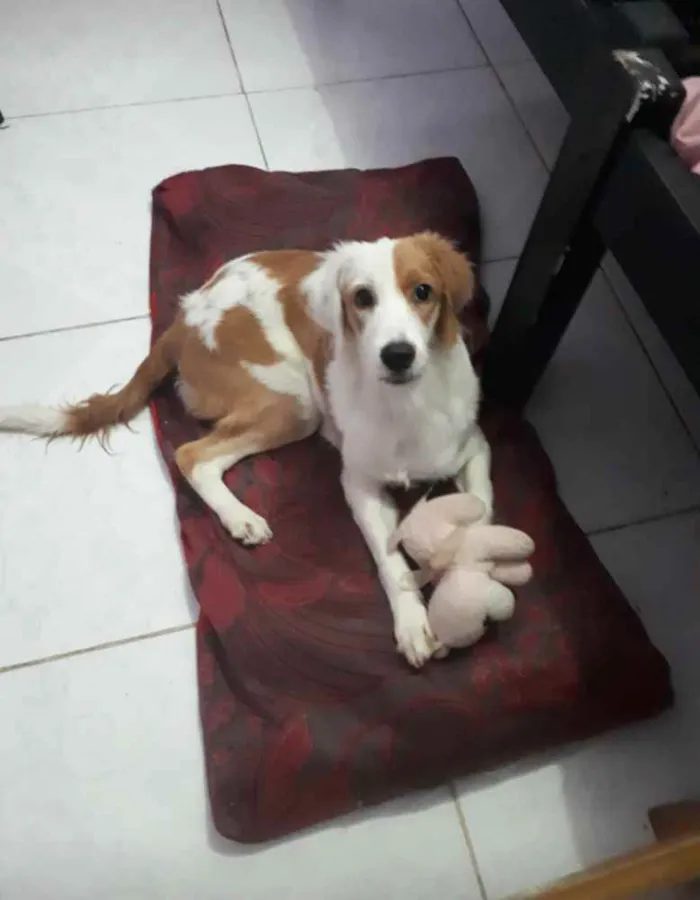 Cachorro ra a Sem raça definida  idade 7 a 11 meses nome Lili