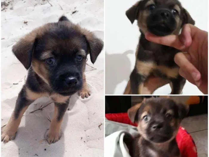 Cachorro raça RI idade 2 a 6 meses nome Mussarella