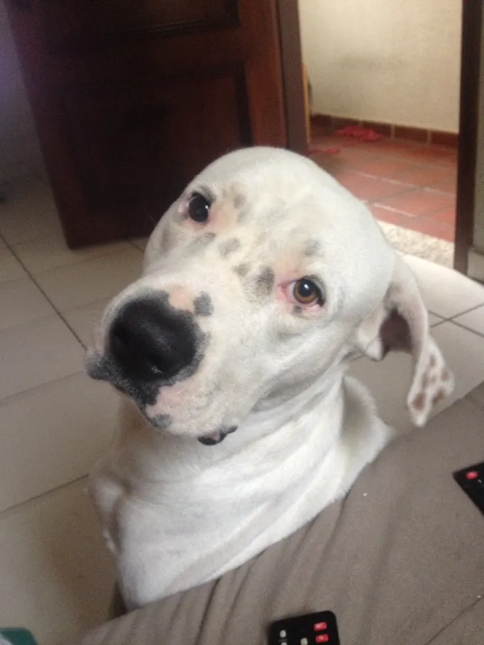 Cachorro ra a Pit bull x bóxer  idade 2 anos nome Snoopy 