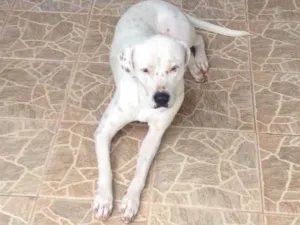 Cachorro raça Pit bull x bóxer  idade 2 anos nome Snoopy 