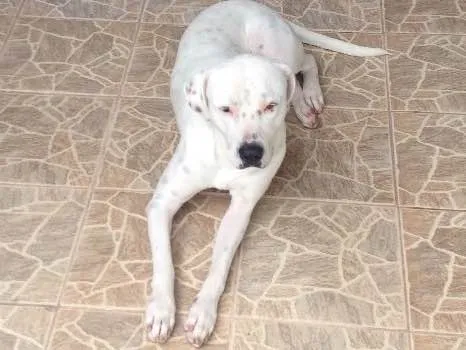 Cachorro ra a Pit bull x bóxer  idade 2 anos nome Snoopy 