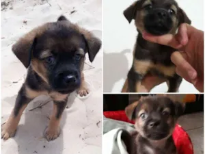 Cachorro raça RI idade 2 a 6 meses nome Mussarella