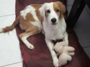 Cachorro raça Sem raça definida  idade 7 a 11 meses nome Lili