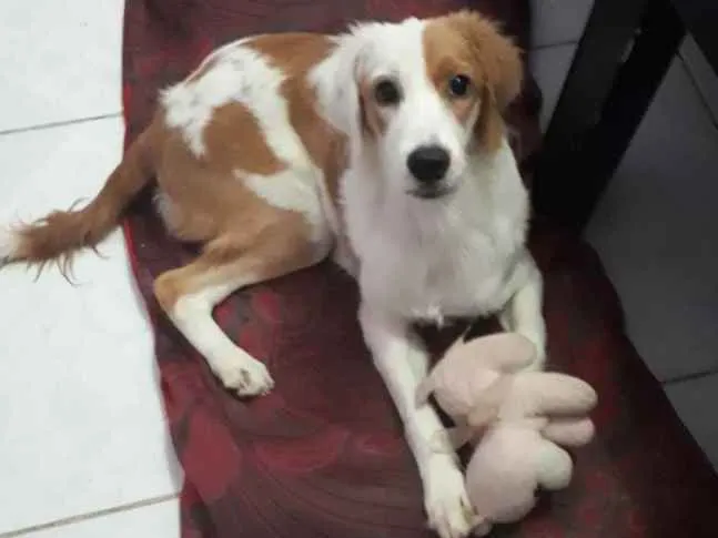 Cachorro ra a Sem raça definida  idade 7 a 11 meses nome Lili