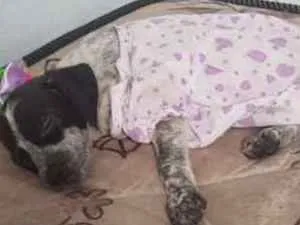 Cachorro raça Não sei idade 2 a 6 meses nome Princesa