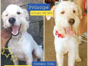 Cachorro raça Mix de poodle (SRD)  idade 1 ano nome Príncipe
