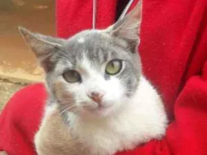 Gato raça Não possuem idade 2 a 6 meses nome Pidão, Nina e Lica