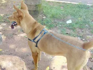 Cachorro raça Chowchow com labrador idade 2 anos nome Kyra