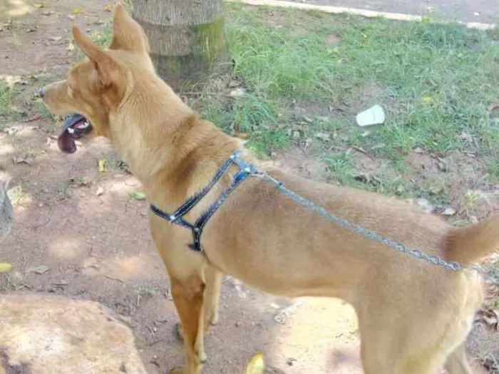 Cachorro ra a Chowchow com labrador idade 2 anos nome Kyra