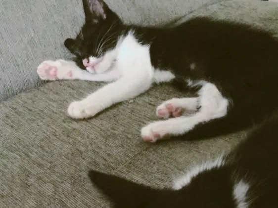 Gato raça  idade 2 a 6 meses nome Lua e Sol 
