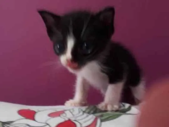 Gato ra a SRD idade Abaixo de 2 meses nome Miguel