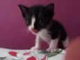 Miguel