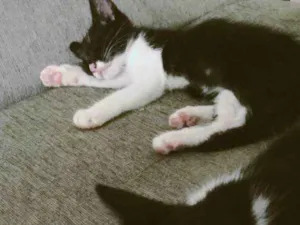 Gato raça  idade 2 a 6 meses nome Lua e Sol 