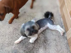 Cachorro raça Shitzu idade 1 ano nome Lafy