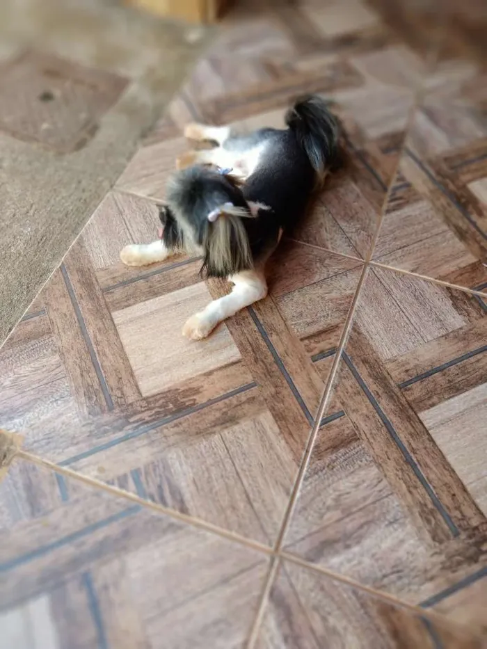 Cachorro raça Shitzu idade 1 ano nome Lady