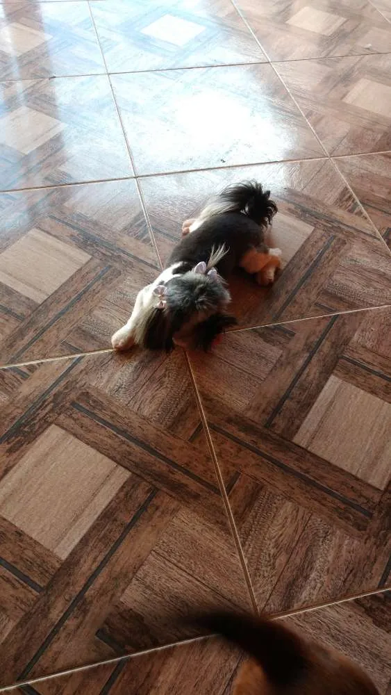 Cachorro raça Shitzu idade 1 ano nome Lady