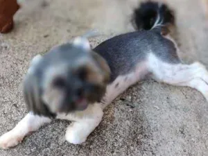Cachorro raça Shitzu idade 1 ano nome Lady