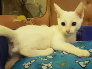 Gato raça SRD idade 2 a 6 meses nome Théo