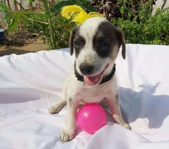 Cachorro ra a srd idade 2 a 6 meses nome Luma
