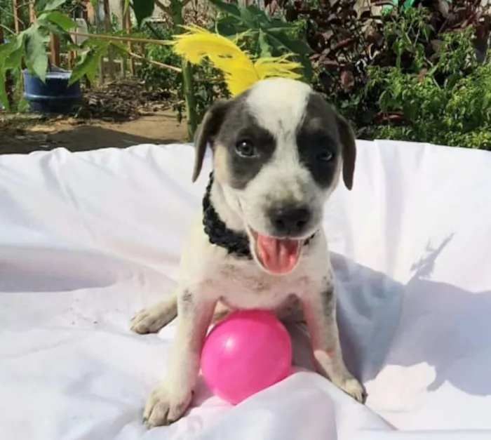 Cachorro ra a srd idade 2 a 6 meses nome Luma