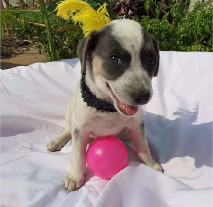 Cachorro ra a srd idade 2 a 6 meses nome Luma