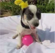 Luma