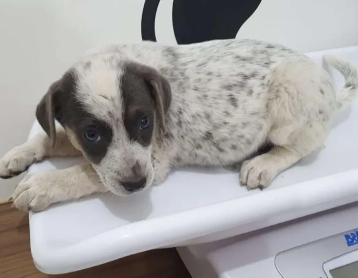 Cachorro ra a srd idade 2 a 6 meses nome Luma