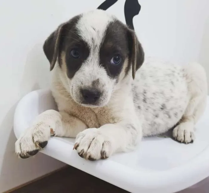 Cachorro ra a srd idade 2 a 6 meses nome Luma