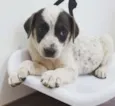 Luma
