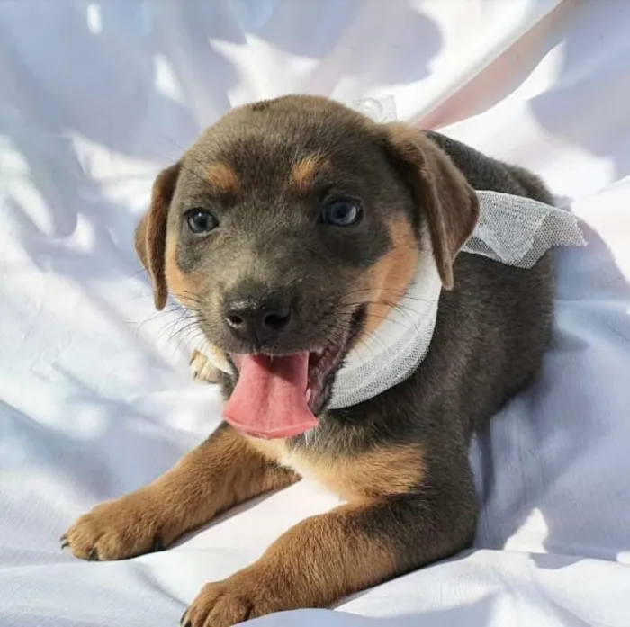 Cachorro ra a srd idade 2 a 6 meses nome Jade