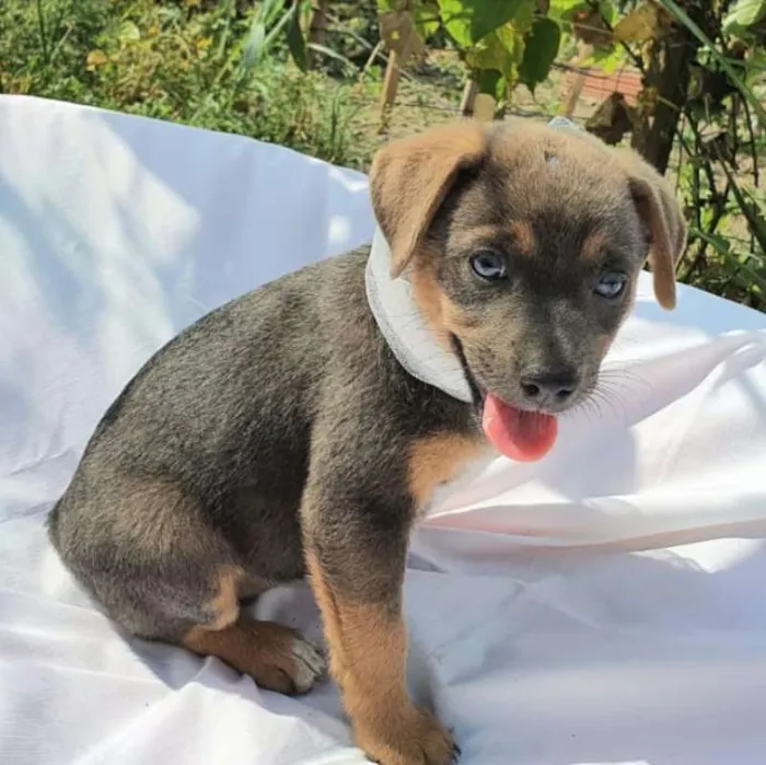 Cachorro ra a srd idade 2 a 6 meses nome Jade