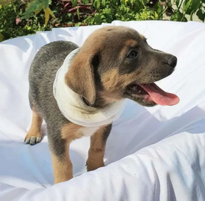 Cachorro ra a srd idade 2 a 6 meses nome Jade