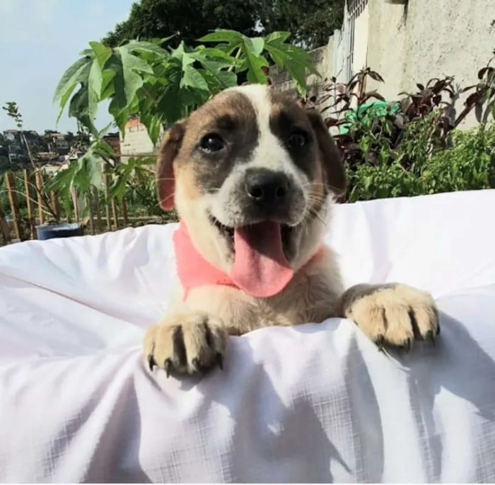 Cachorro ra a srd idade 2 a 6 meses nome lara