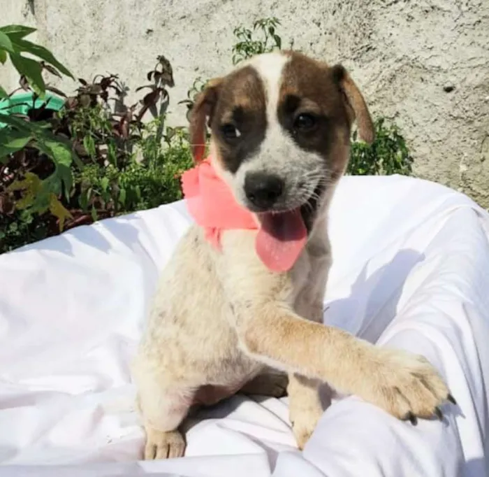 Cachorro ra a srd idade 2 a 6 meses nome lara