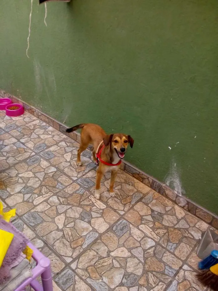 Cachorro ra a viralata idade 7 a 11 meses nome Dara