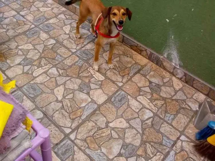 Cachorro ra a viralata idade 7 a 11 meses nome Dara