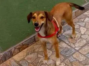 Cachorro raça viralata idade 7 a 11 meses nome Dara