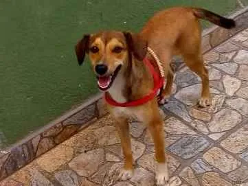 Cachorro ra a viralata idade 7 a 11 meses nome Dara