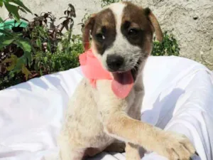 Cachorro raça srd idade 2 a 6 meses nome lara