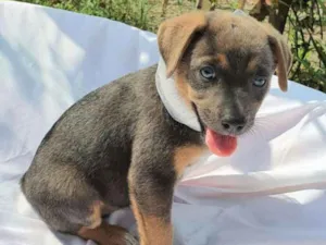Cachorro raça srd idade 2 a 6 meses nome Jade