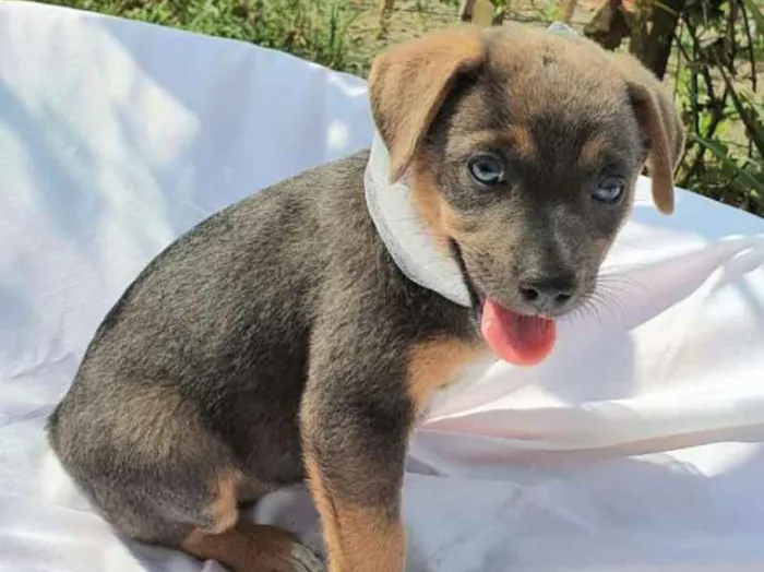 Cachorro ra a srd idade 2 a 6 meses nome Jade