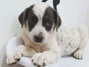 Cachorro raça srd idade 2 a 6 meses nome Luma