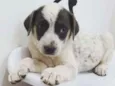 Luma