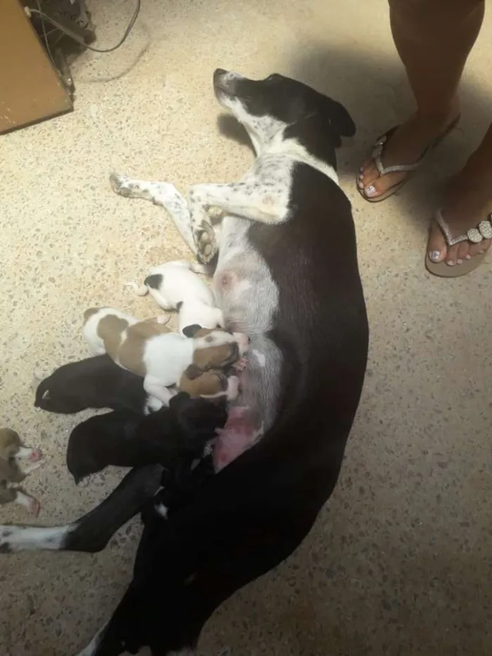 Cachorro raça Vira-lata idade Abaixo de 2 meses nome Sem nome 