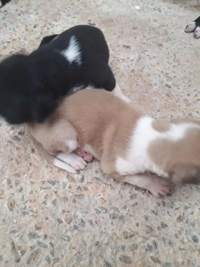Cachorro raça Vira-lata idade Abaixo de 2 meses nome Sem nome 