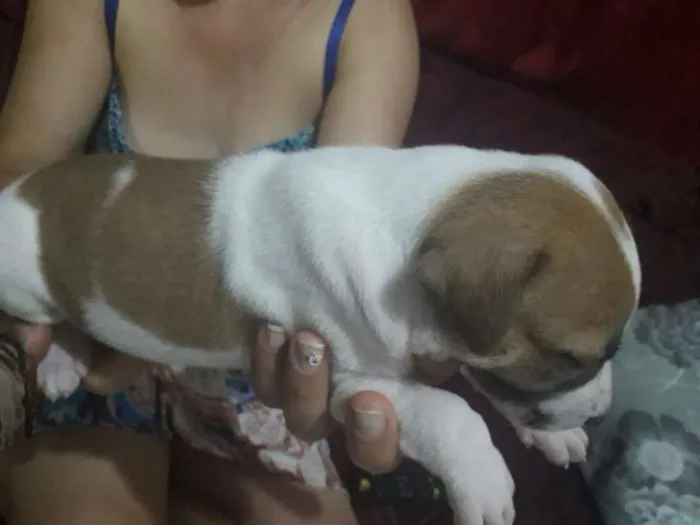 Cachorro raça Vira-lata idade Abaixo de 2 meses nome Sem nome 
